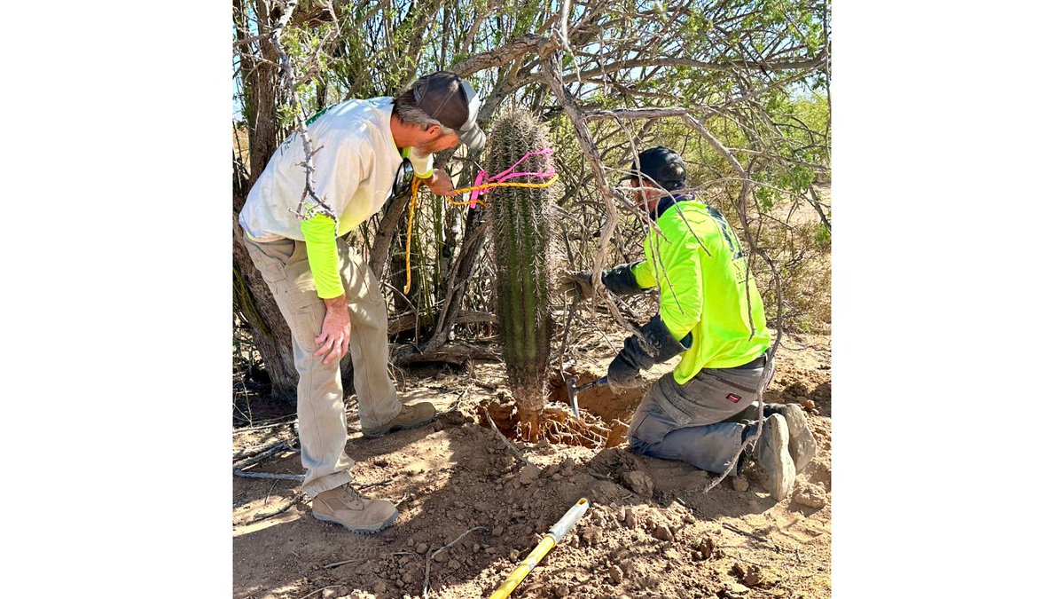 Natural Restorations tweet media