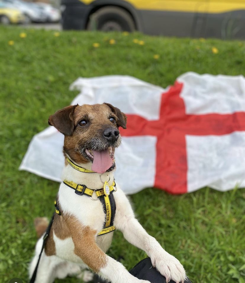 George is an active Jack Russell terrier looking for s home to call his own. Link in bio to read all about him, apply online, add George to your favourites! #AdoptDontShop #jackrussell #dog @DogsTrust