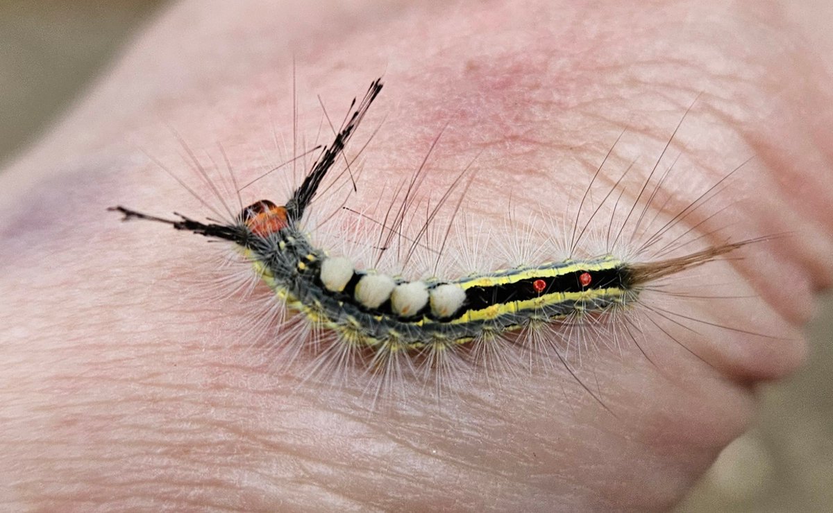 This little fren was crawling up my leg! It's a White-Marked Tussock moth caterpillar.