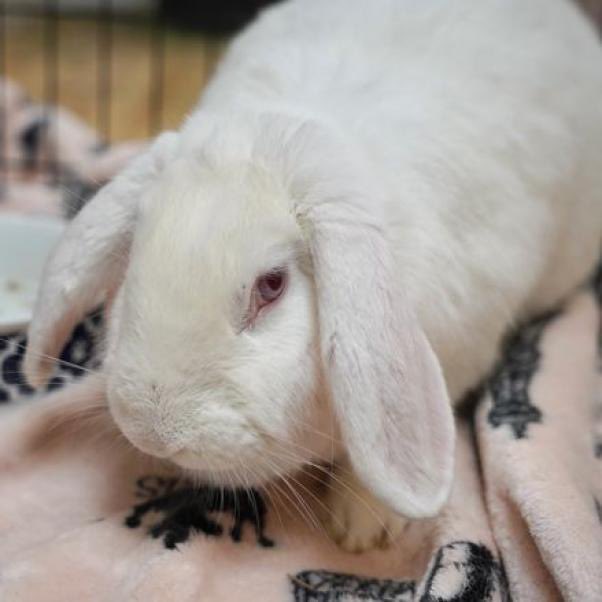 It's National Adopt a Shelter Pet Day! If you’re looking to bring home a new furry friend, start your search at your local rabbit rescue or shelter. There are so many rabbits waiting to find a loving new home. 💖🐰 Our adoptable rabbits: center.houserabbit.org/adopt/