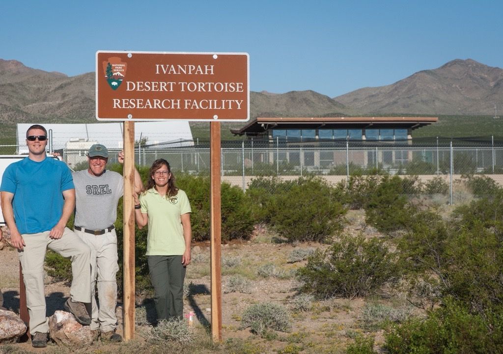 🐢Researchers from UGA's SREL and UC Davis recently conducted a study in the Mojave National Preserve, CA to further investigate the effectiveness of head-starting as a conservation tool for the Mojave desert tortoise. Check out the full article here ➡️ buff.ly/3JG6bpb