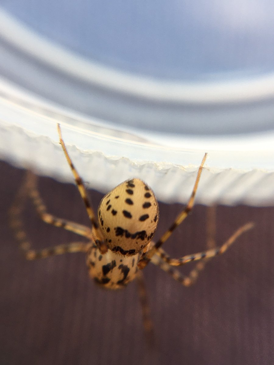 Garden wildlife. Scytodes thoracica (Spitting Spider) found in the garden shed today (it was on something that I was getting out the shed). Although still small, as they are, it's the largest one I've yet seen and also the first that wasn't in the house. #londonwildlife