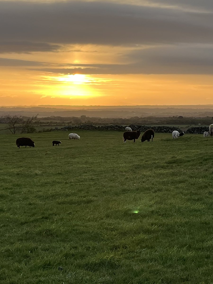 Machlyd haul / Sunset over Y Foryd 
Last round of the day - still #Lambing2024