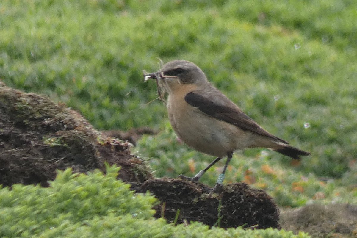 Despite heavy overnight & morning rain @SkokholmIsland, some female Wheatears were nest building this afternoon. Here C29 is gathering nest material. She was fledged in 2019 and has bred in the North Fields territories each year since. At five she is one of the oldest females.