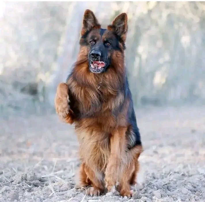 Great dog 🥰
#GermanShepherd #gsd