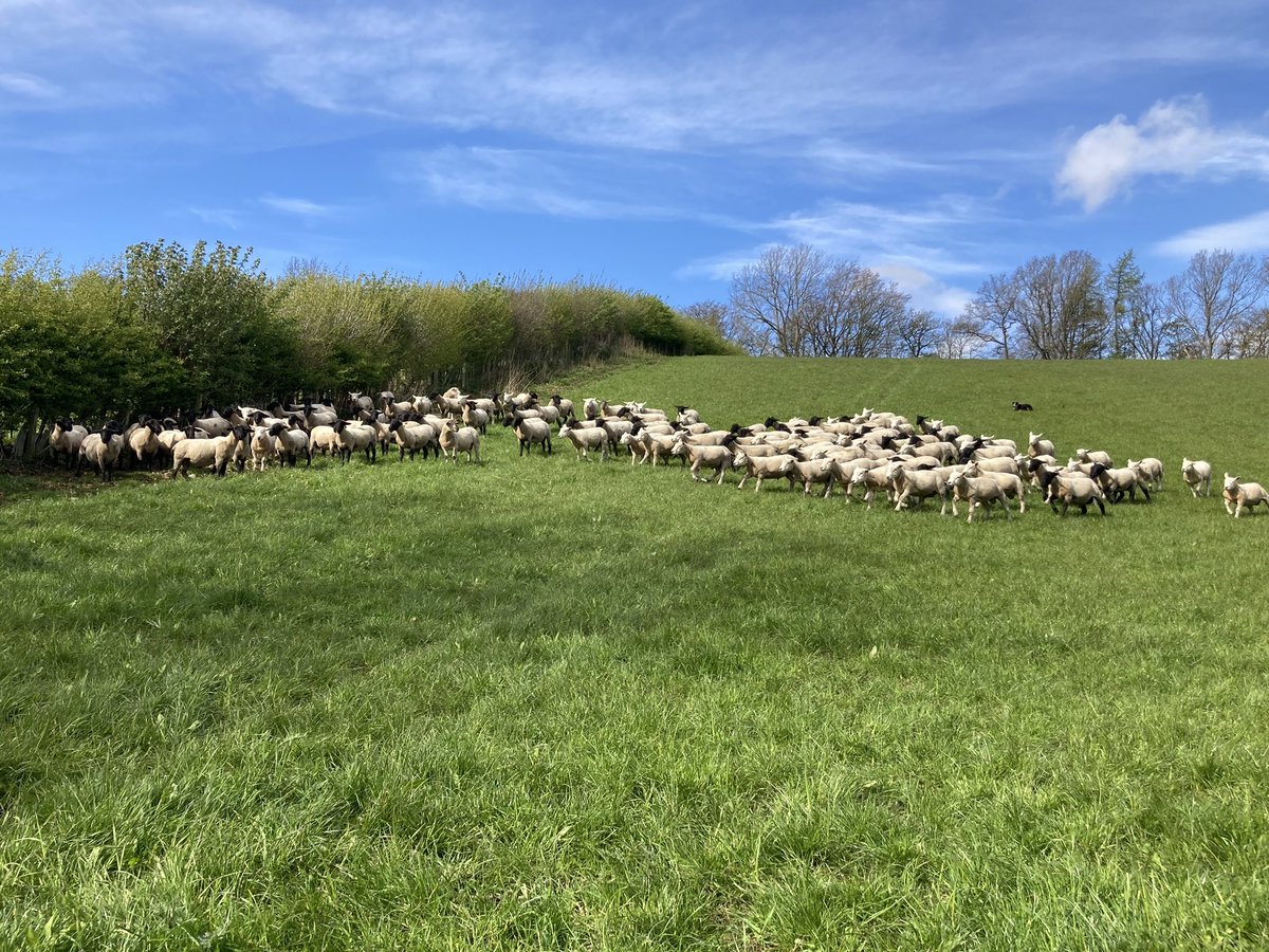 Sale shearlings enjoying some sunshine and a young herbal ley on the first proper day of spring. It’ll be sale season before we know it. 🌞😃🐑
