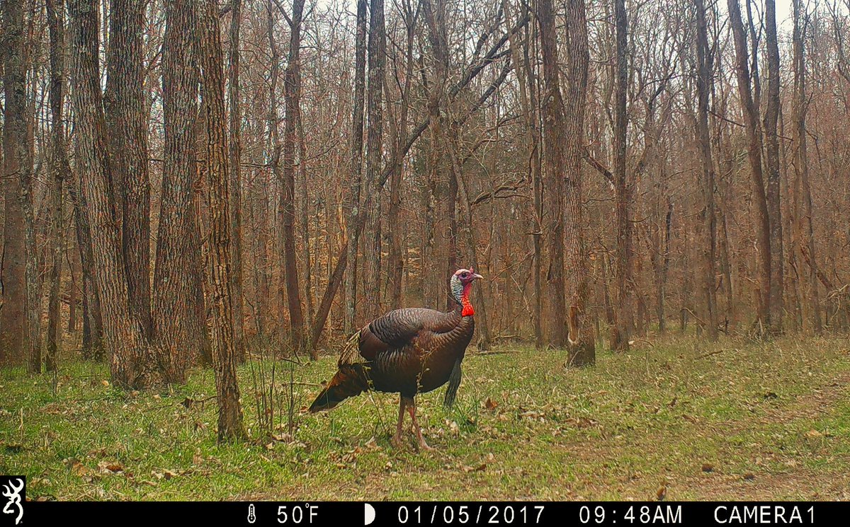 The red on the tom really pops in this photo! Great #TrailCamTuesday image captured by Mike Clerkin on a Browning Recon Force Advantage trail camera #TurkeyTuesday #BrowningCameras #youvegottoseethis #Browning #BuckMarksAndBeards #turkeyhunting #turkeys #trailcameras