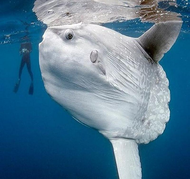 🔥The Ocean Sunfish