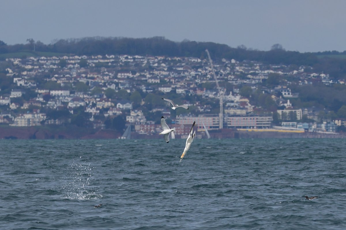 Gannets, Guillemots, Kittiwakes all with a backdrop of Torquay as viewed from @KellysheroDavid last Sunday.
