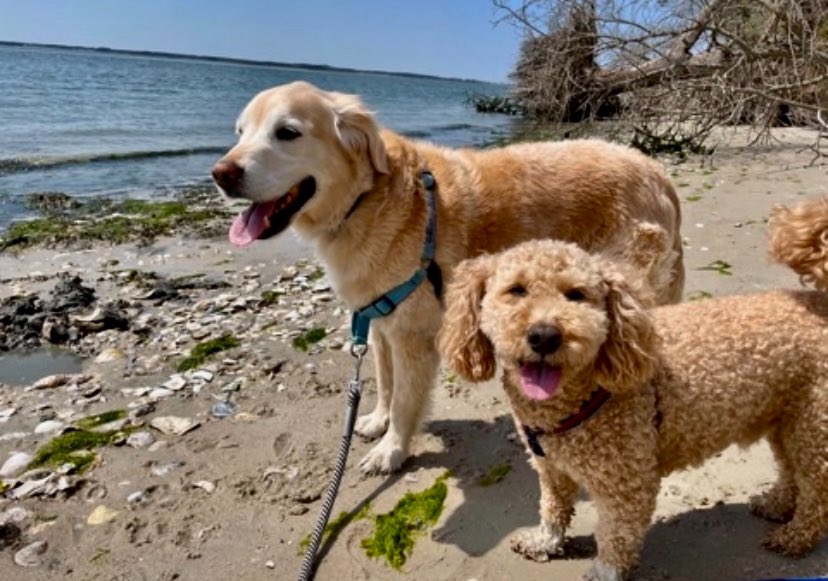 Oliver and Tiller are wonderful #therapydogs.

#NationalTherapyAnimalDay