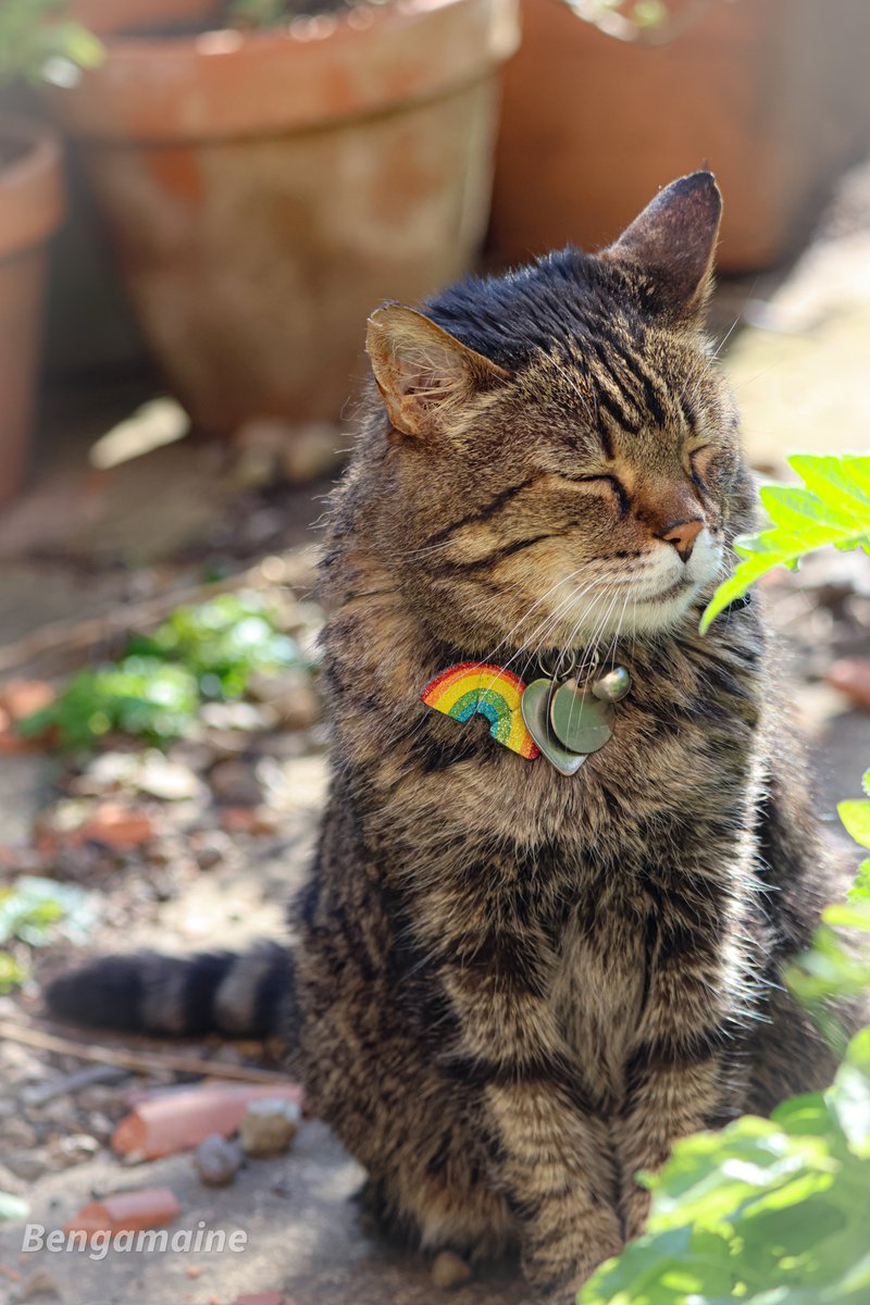 I've had a lovely day in & out the Magic Garden with lovely long #Hedgewatch pawtrols & snoozes in sun puddles. We're off to bed now so wish mews all #goodnight & #sleep well💤💤 🐾paw-waves🐾purrs😽& hugs🤗for mews all💕 #CatsOfTwitter #BeKindAlways #KindnessMatters❤️