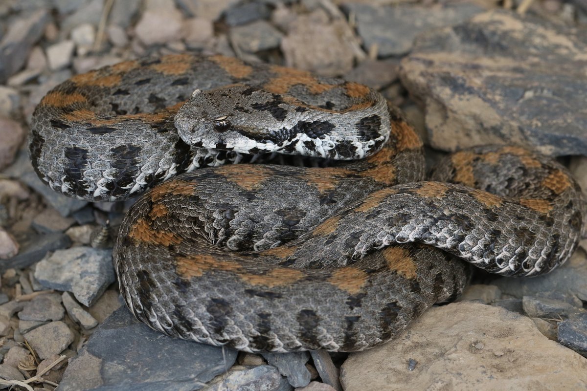 iNatter marcuslucassen took this photo of an Armenian Viper (Montivipera raddei) in #Armenia and it's our Observation of the Day! More details at: inaturalist.org/observations/2… #snake
