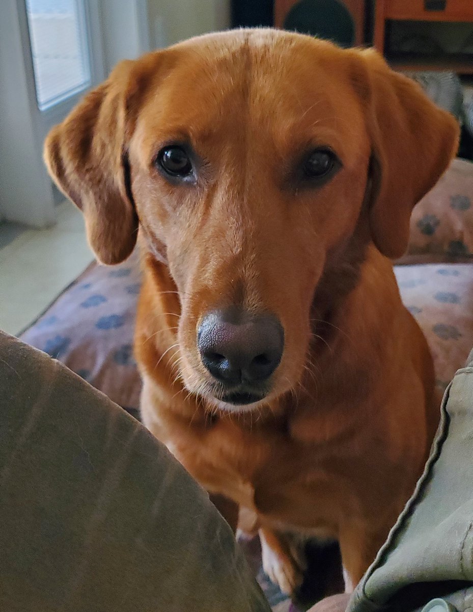 Someone trying to tell me it's time for d-i-n-n-e-r 
#dogs #K9 #LabradorRetriever 
#WagnTailsRanch