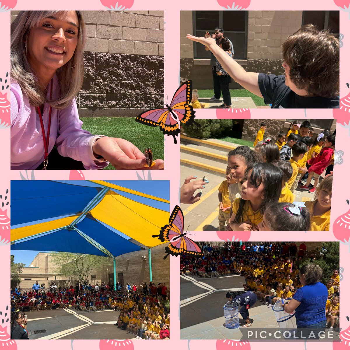 SVSA Butterfly 🦋 Release! Our Wranglers 🤠 were so excited! Such a a beautiful day! ☀️@SierraVista_SA @RMarquez_SVE @SRuedas_SVSA @Counselor_SVES @JVelarde_SVSA