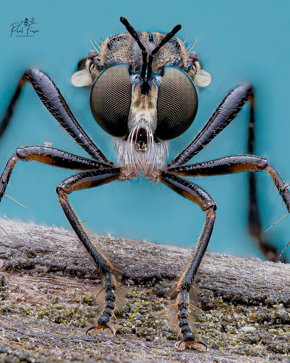 #WorldRobberflyDay