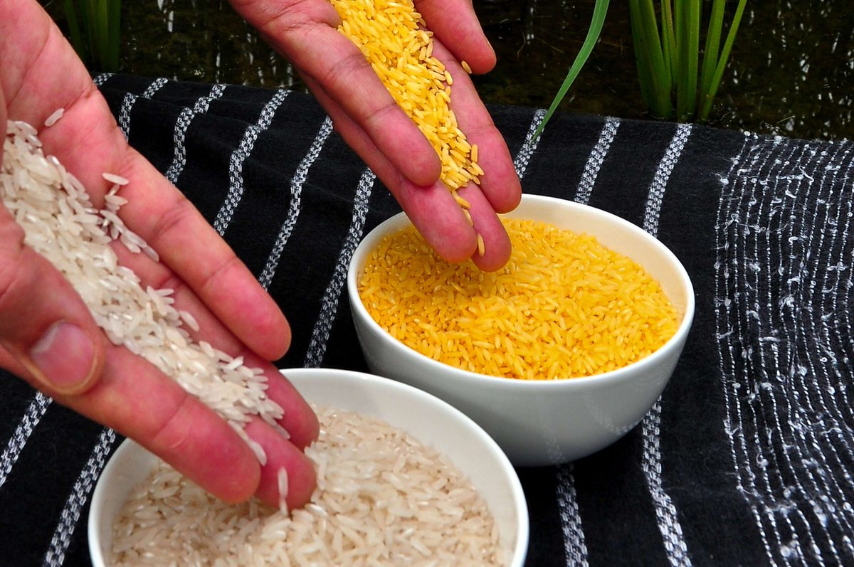 Golden rice is enriched with vitamin A. Officials estimate that up to 500,000 vitamin A–deficient children become blind every year, and half of them die within 12 months of losing their sight. So why are environmental groups pushing to ban it? Read more: reason.pub/3xQY72d