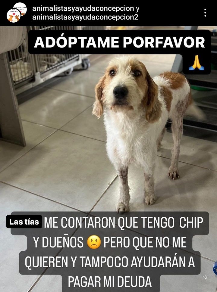 Gente CULIÁAAAAAAA, entonces el chip de que sirve? Que responsabilidad recae en esas mierdas de personas si no quieren recibir devuelta a su mascota? Necesito saber esto porque entonces la ley de tenencia responsable es solo testimonial