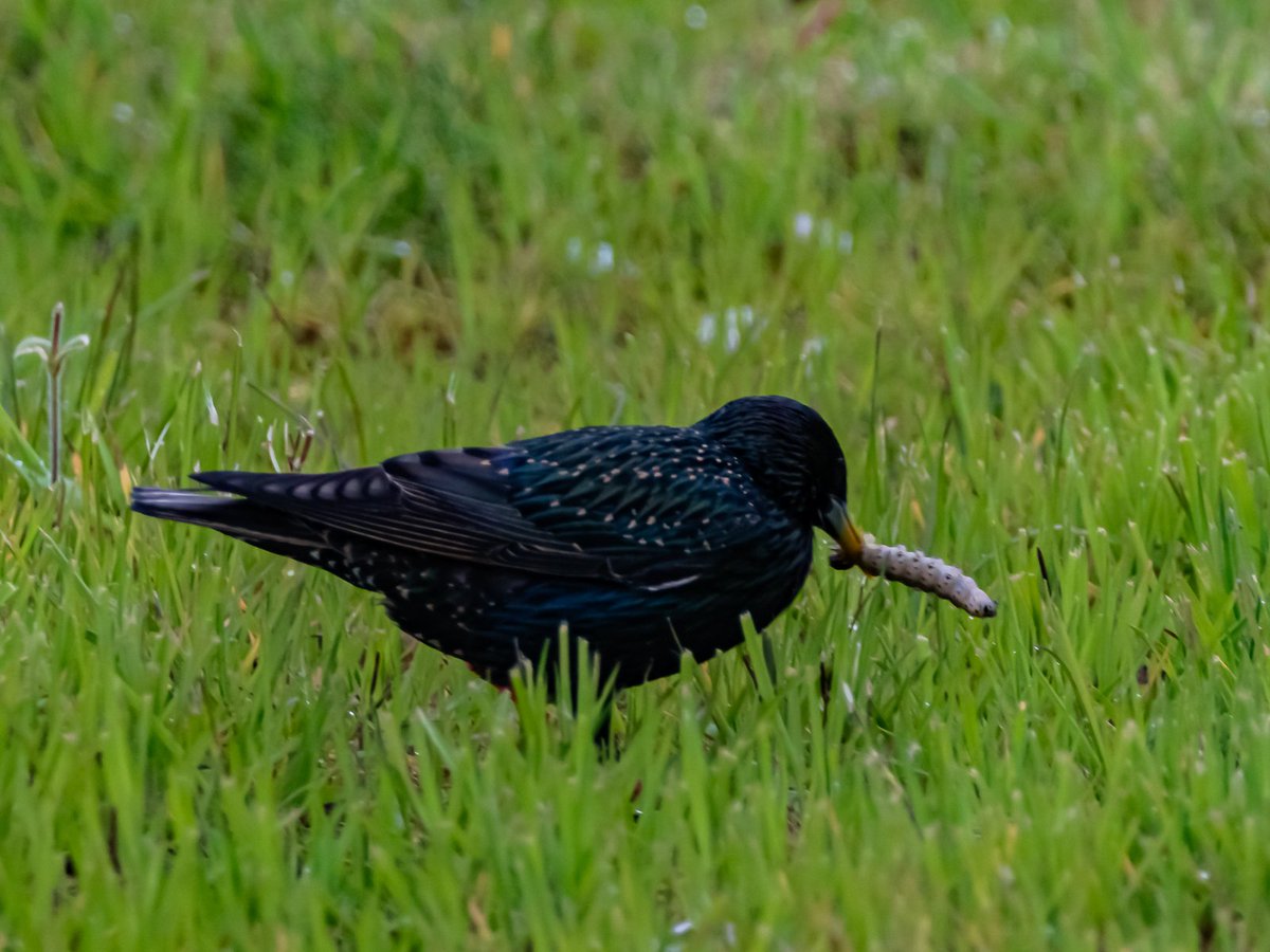 Grubs up. @AntrimLens @angie_weather @barrabest @WeatherAisling @WeatherCee @AMAZlNGNATURE @LoveBallymena @CamlakeCanvas