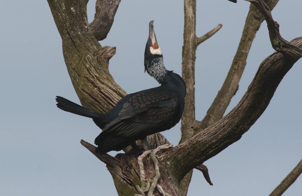Been a very slow start to the Cormorant nesting season. Only 6 nests last week but suddenly in the last 2 days the birds are arriving and displaying in earnest.