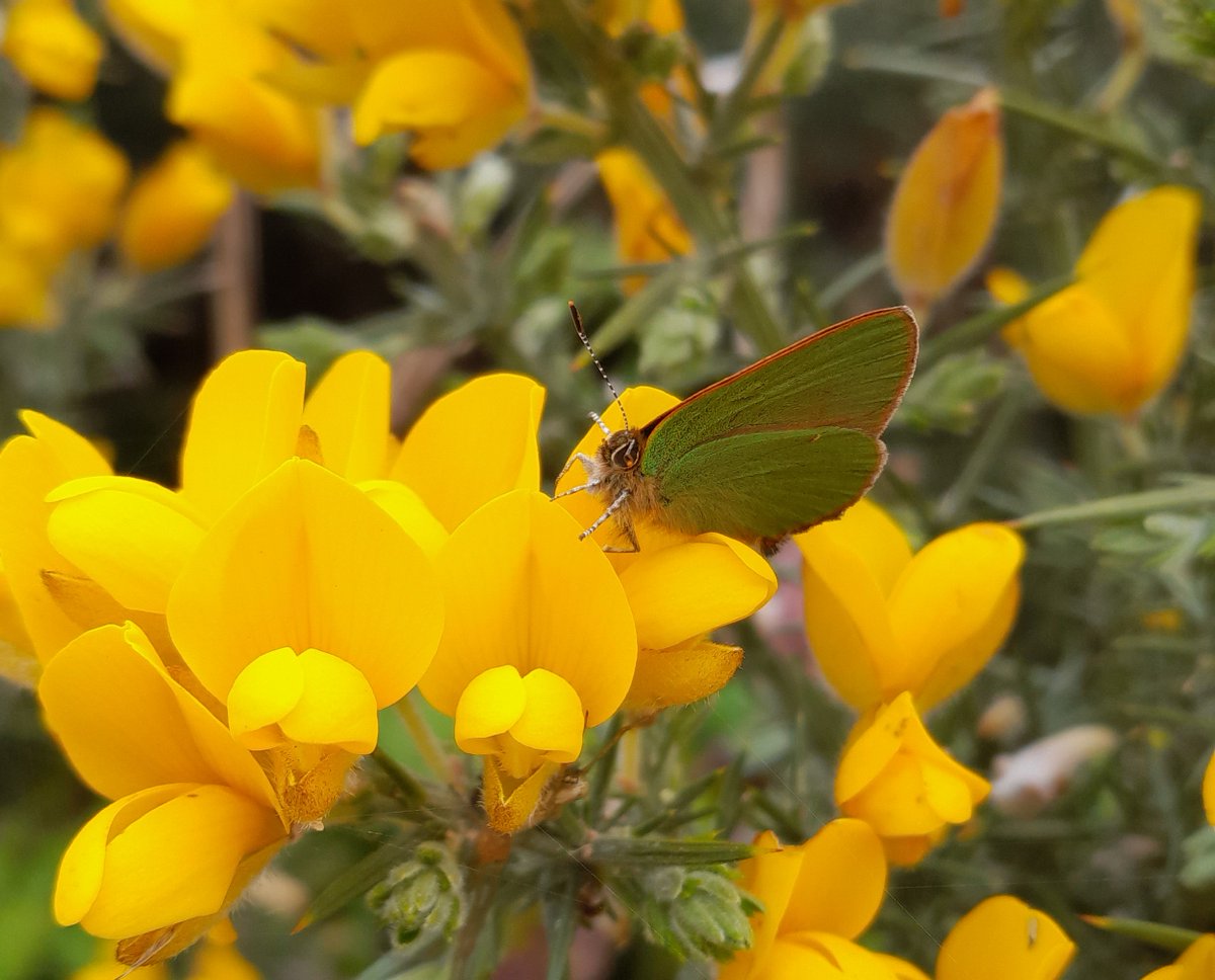 Nice Green Hairstreak at @RSPBMinsmere today, as well as great sightings of Bittern, Marsh Harrier, Med Gulls, Black Redstart (yesterday), Grey Plover, various terns, Scoters on the sea, Dartford Warbler on Dunwich Heath. Heard Nightingales & various warblers but it seems quiet