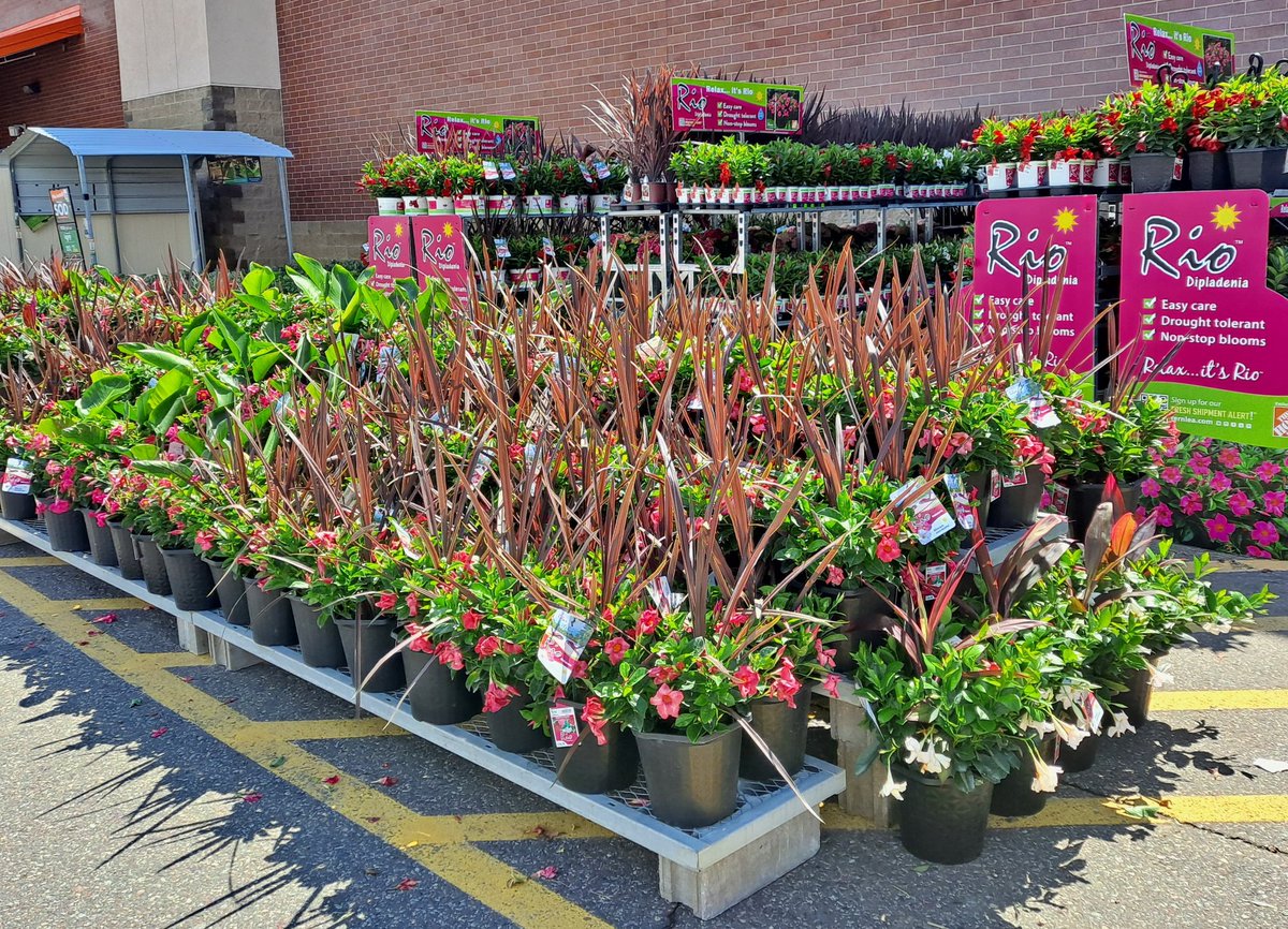 To all our <a href="/HomeDepot/">The Home Depot</a> St Louis Park <a href="/RioDipladenia/">Fernlea Flowers</a> groupies out there...spring has sprung and many choices of Rio are on our tables today, for your pleasure! 🌸🌸😎