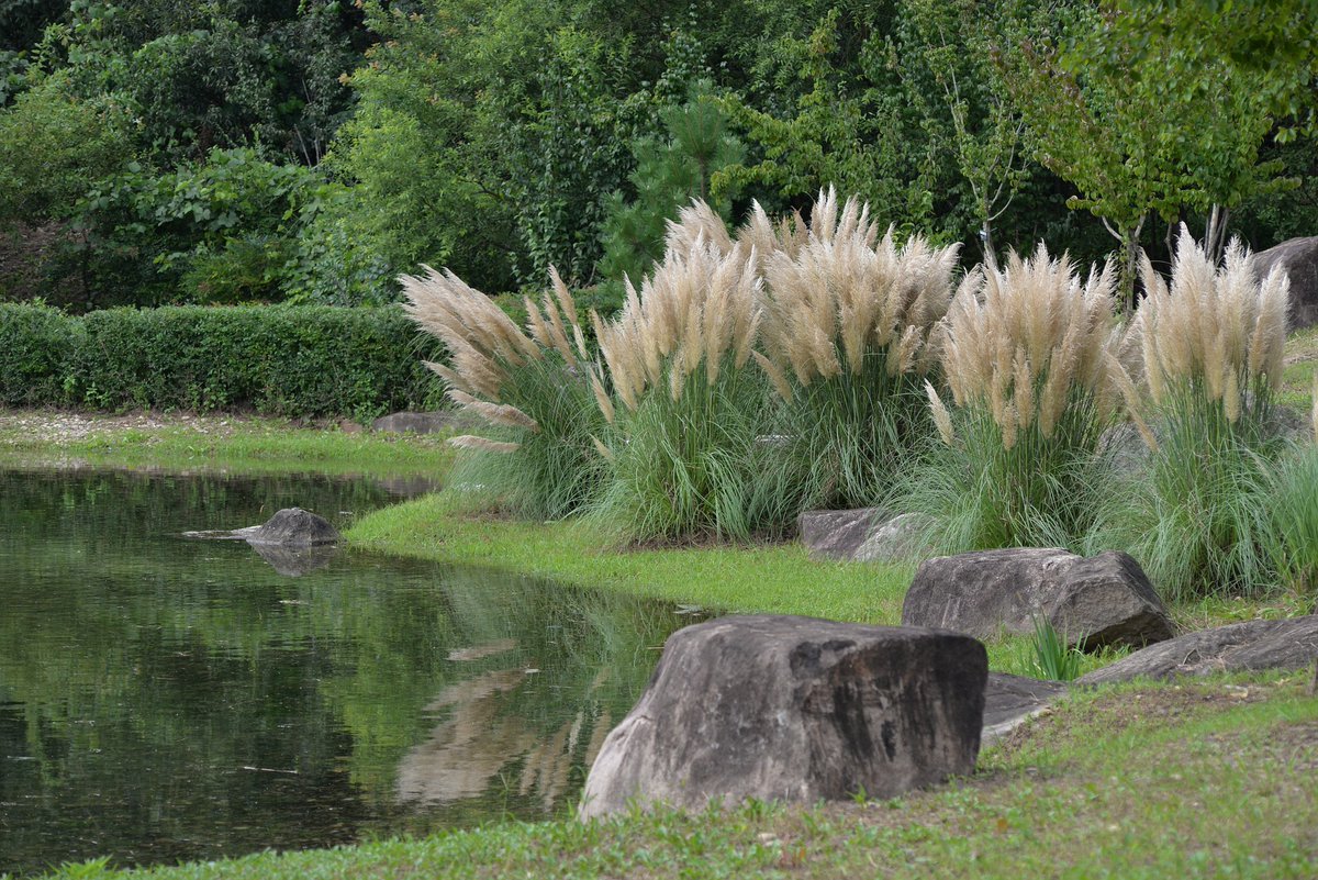 Our top favorite landscaping idea in 2024 - turn your yard into a private retreat with tall grasses!

Tall grasses are easy to establish but also create a soft, swaying privacy screen that enhances tranquility in your garden. 

#LandscapeTips #SummerofStyle #Milend