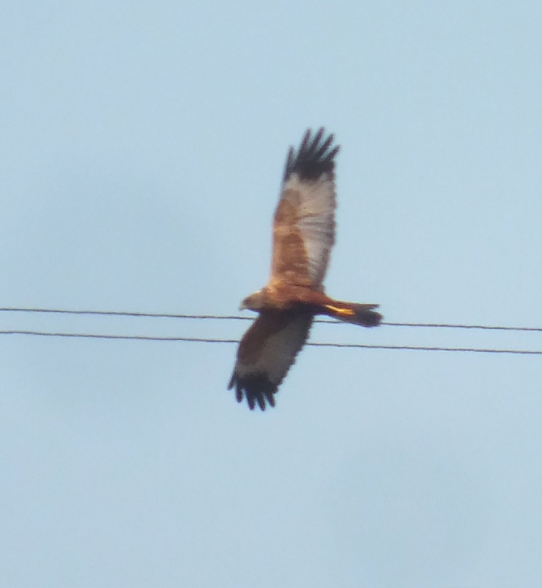 A very enjoyable and much-needed hour out round Saltholme/ZWR with my son @JamsNature today brought many delights inc yellow wagtail, unexpected twite, wheatear having a scratch, & marsh harrier. @teesbirds1 #birdwatching #BirdsSeenIn2024