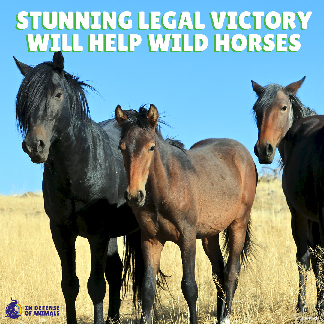 Great news! A district court ruling came too late for wild horses who were captured or killed from the Pancake Complex in Nevada already, but it sets an important precedent that will help provide more protection for #WildHorses in the future: bit.ly/3QnSFu9