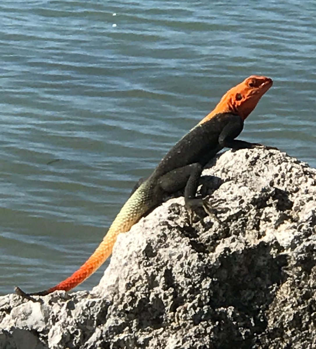 I’m in Palm Bay covering the recent brushfires here and saw this lizard for the first time in my life. It’s a Peter’s rock agama lizard and apparently it’s invasive and comes from Africa. It’s been popping up all over South Florida.