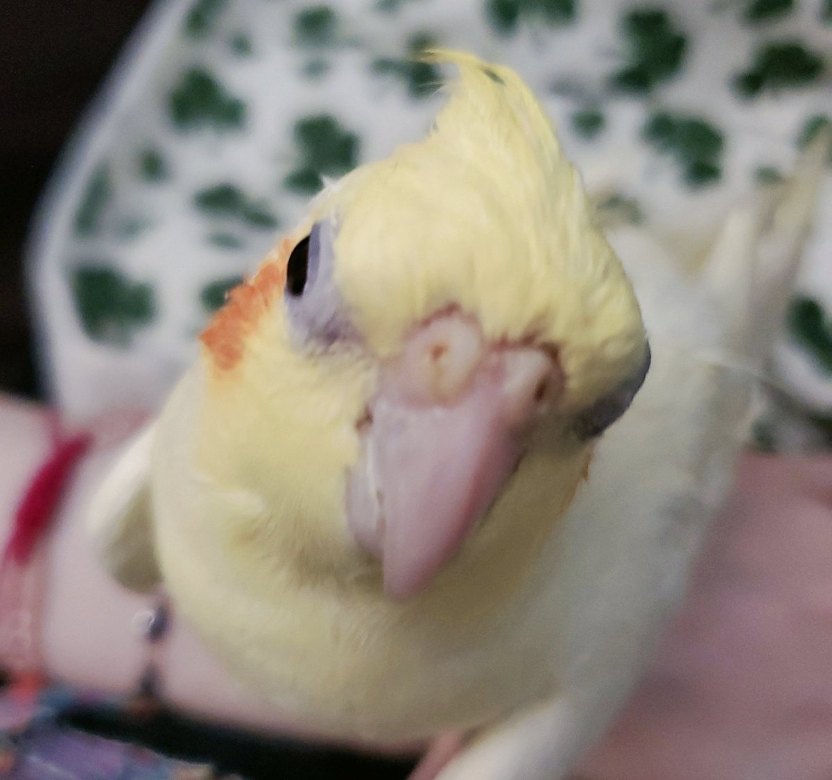 Wet chicken after bathtime (from last week) 🐥💦☘️