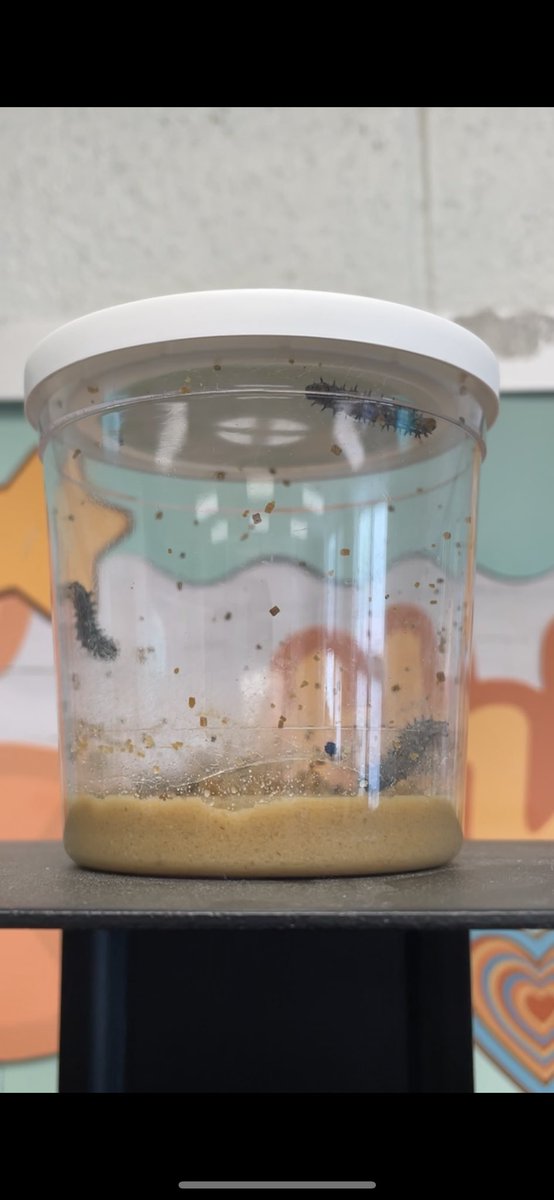 Introducing…. 🥁 Waffle Lady, Crocodile Dentist, Star, Rose, and Minecraft to Room 106! We are SO excited to continue learning about a butterfly’s life cycle and watch our caterpillars grow 🐛🦋