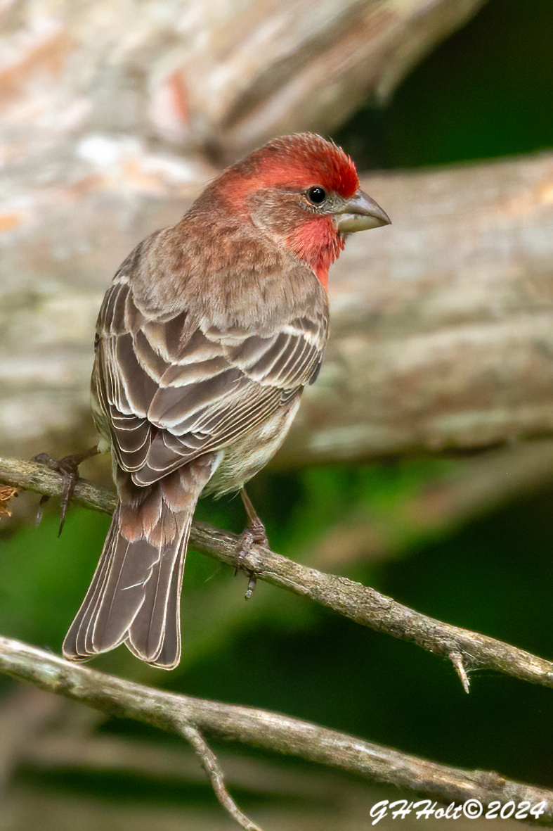 A male House Finch in a cedar tree in the late afternoon sunlight. #TwitterNatureCommunity #housefinch