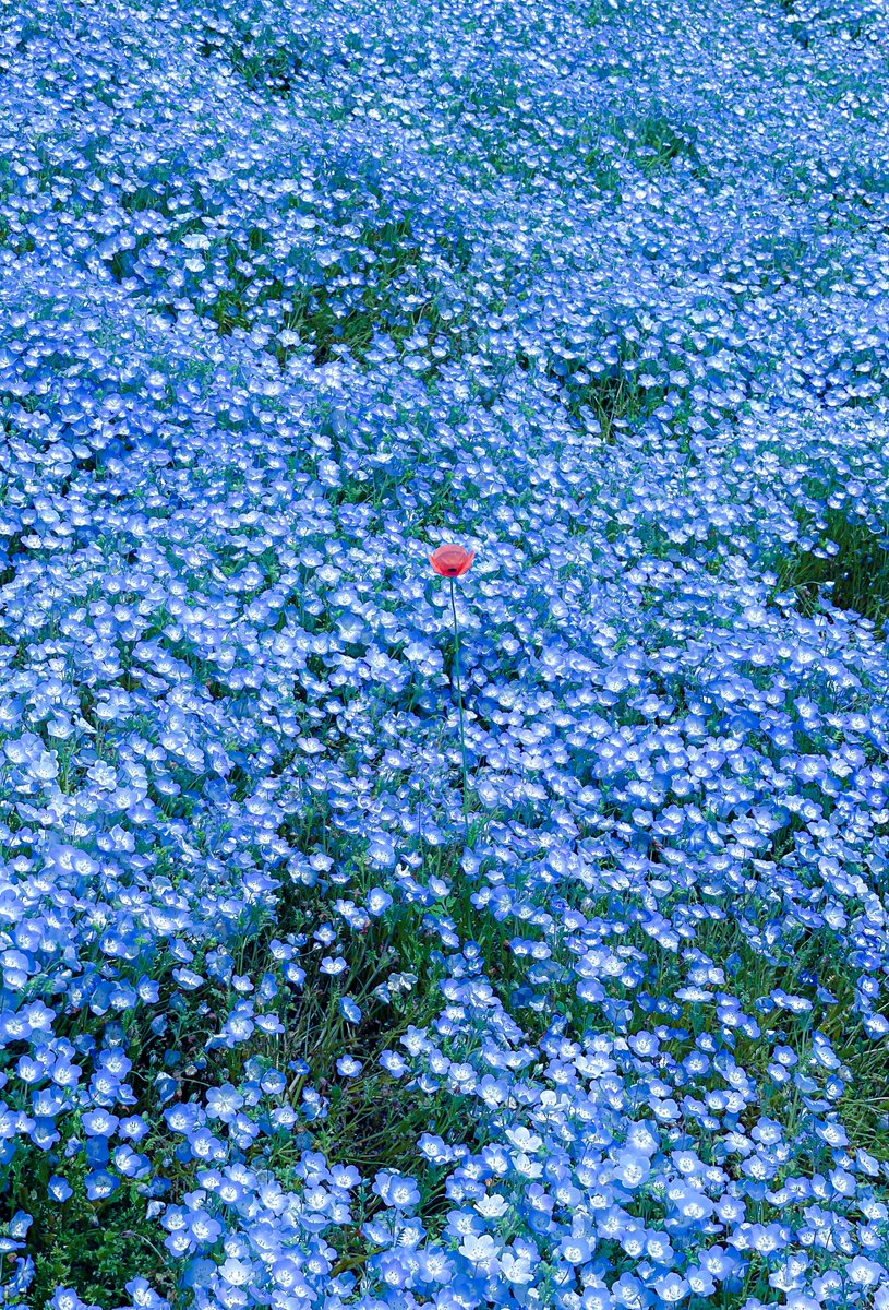 おはよ☀️

茨城県　国営ひたち海浜公園
みはらしの丘　ネモフィラを撮影📸

ど真ん中にある　ポピーがまた
かわいいですな💐

是非GWいってみて
癒されてみては？✨☺️

藤良多BAND　茨城県　水戸市民会館
グロービスホール　単独公演まで
あと　348日🔥