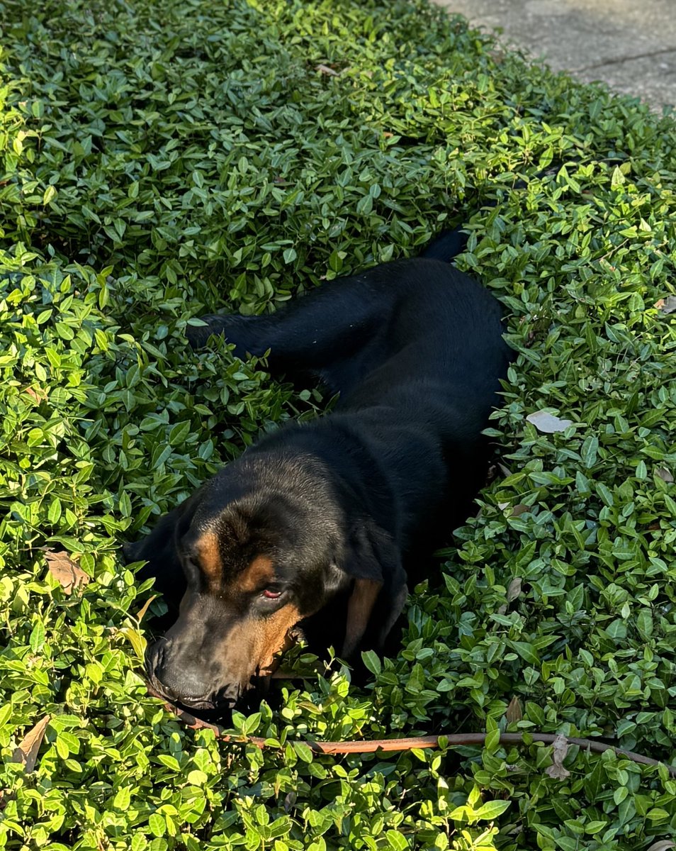 My county team (Leon) has a new tracking doggo for missing persons! K9 Rex certified last week! Just look at this handsome squishy-wishy face!!! He’s joined the team of K9s: Tater, Ghost, Bane, Cash, Neo, & soon to retire Ronin! Welcome, K9 Rex, we are happy to have you!!