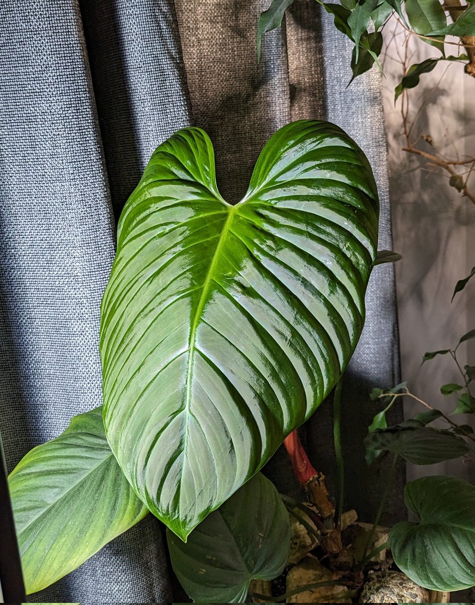 Happy #HouseplantHour
The most recent leaf of my philodendron fuzzy petiole is huge! 
Almost 15' top to bottom 😎
