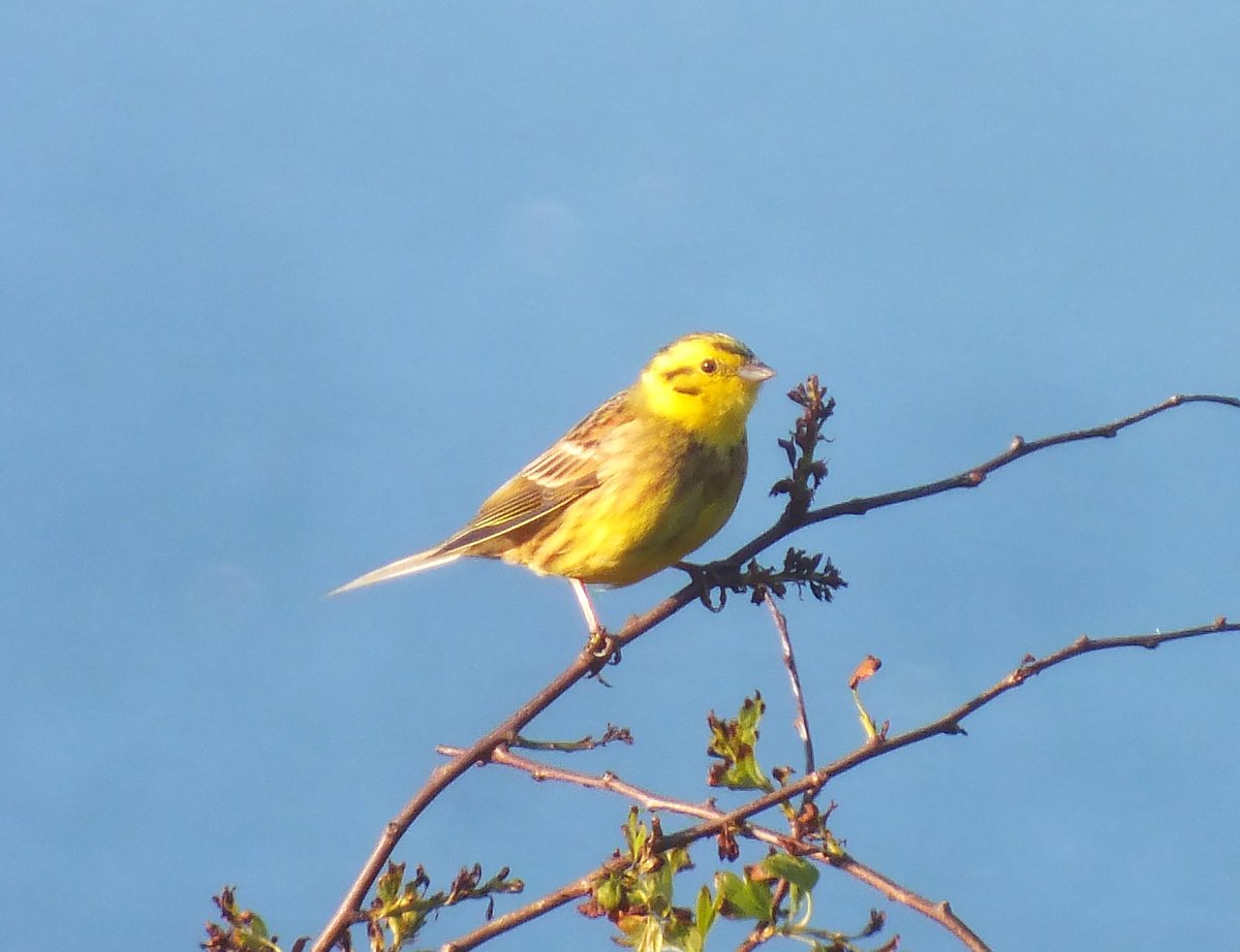 Hummersea this eve in glorious weather for a welcome change. Common whitethroat, yellowhammer & linnet galore in and around the gorse. Everything looking resplendent in the sunshine. @teesbirds1 @nybirdnews #birdwatching #BirdsSeenIn2024