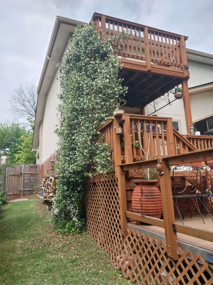 When @GalNAustin planted this jasmine 10 years ago, we had no idea it would become our favorite feature of the house.