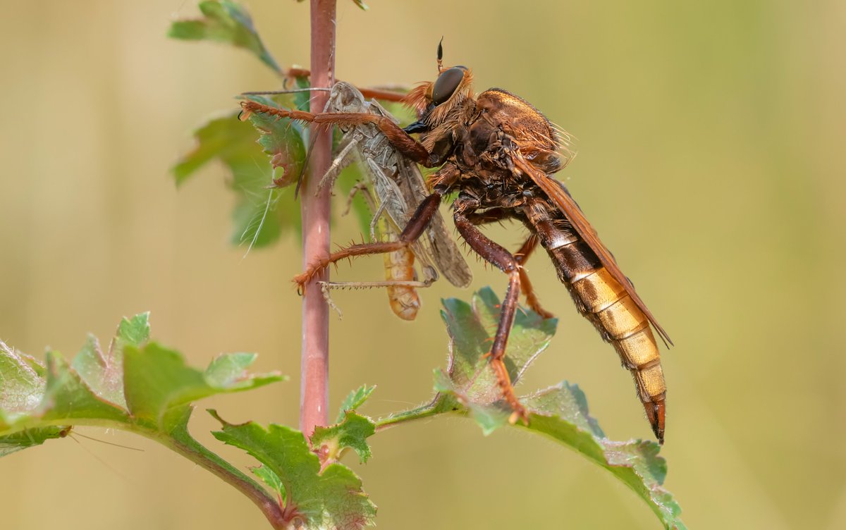 My contribution to #WorldRobberflyDay is a mating pair of the Hornet Robberfly. Check out that talon in the eye of the female. Also, a favourite prey seems to be Grasshoppers here on the South Downs. @SxBRC @sdnpa @SussexWildlife