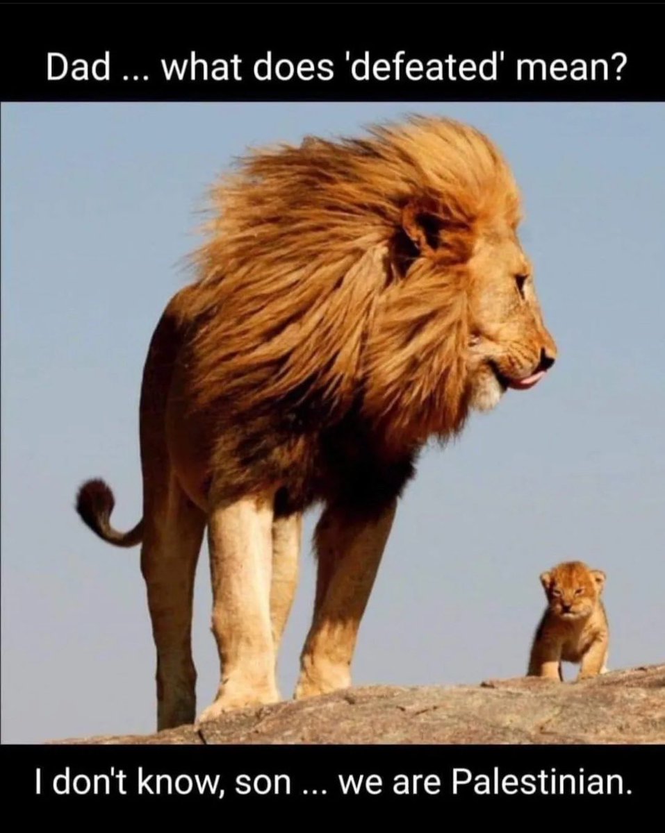 Ali Gazal (@aligazal) on Twitter photo 