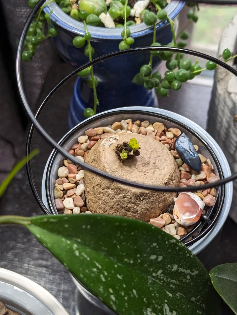 My stephania erecta is doing really well. Excited to see how long the vines get and the leaf size too!
#HouseplantHour