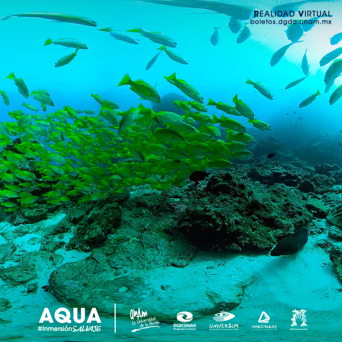 El #océano es el corazón latente de nuestro planeta. Experimenta la esencia misma de la biodiversidad marina en AQUA, la nueva película en Realidad Virtual de #InmersiónSalvaje. Explanada de @UniversumMuseo bit.ly/3TkzweP