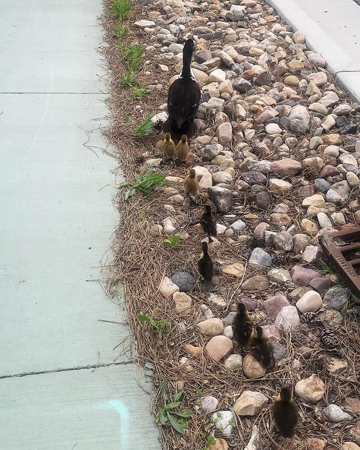 We love this time of year! Thank you, @slcfire for reminding us about grace and compassion. #firemen #firemensavingducklings @slcmayor @slcCouncil #ksnewsradio