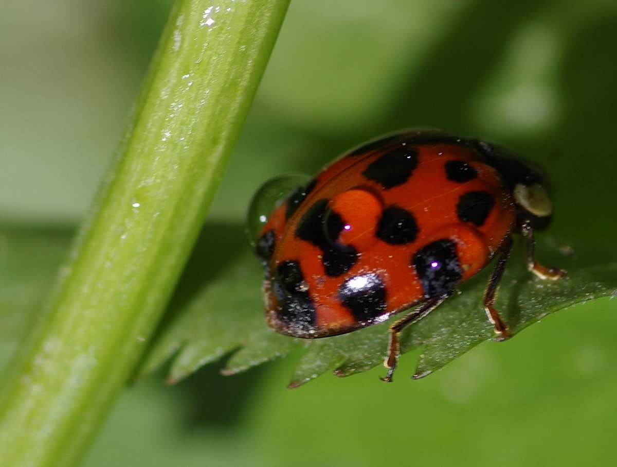 Night all hope you all had a good day .leave you with a quick garden shot someone not happy the sprinklers were on # Derbyshire#ladybird #nature