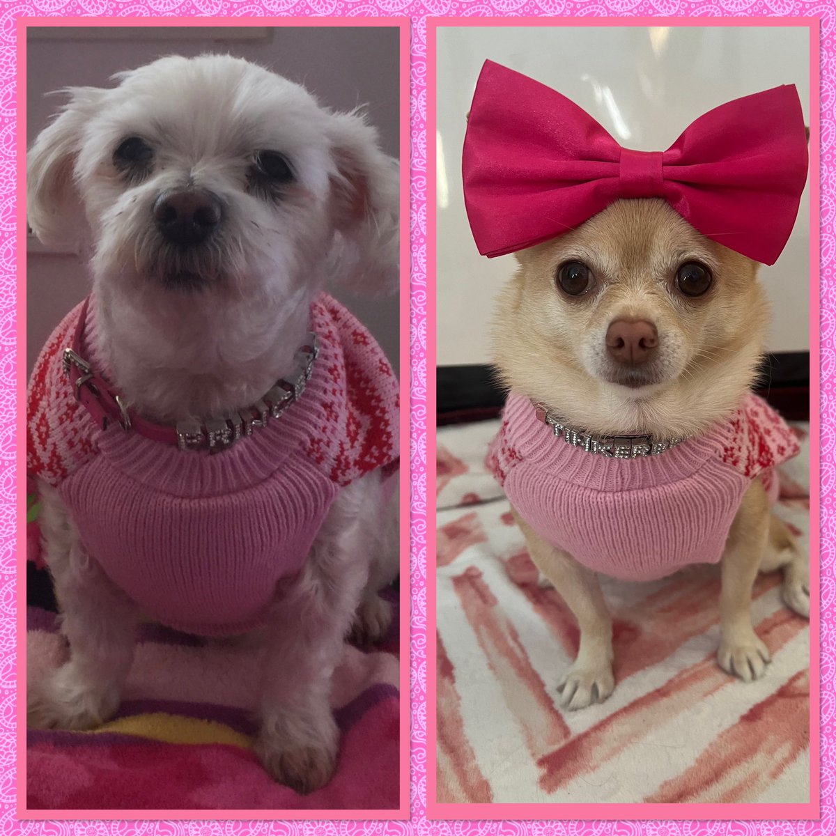 Twinning but with a difference. My big sister Princess crossed the rainbow bridge 6 years ago today. I never got to meet her but I can still twin with her🐾 #tinkerbellthepomchi #dogsofx #pomchi #dogsoftwitter #tatertotsquad