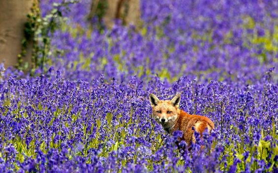 A fox in a sea of bluebells, by wildlife photographer Brian Bevan near his home in Potton, Biggleswade, #Bedfordshire. He rescued the orphaned vixen after her mother was hit by a car and killed. (BRIAN BEVAN / ARDEA / CATERS)