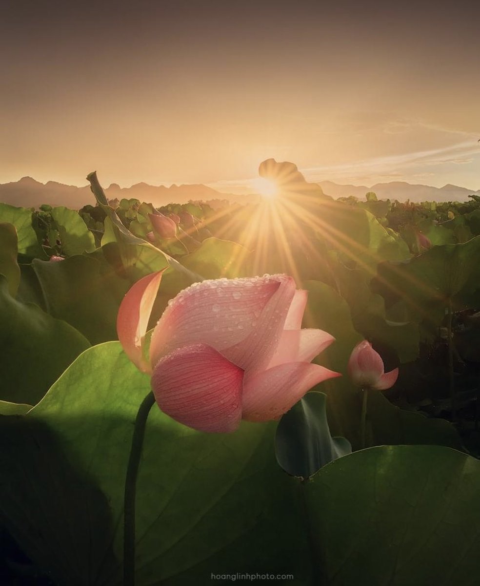 New month awakens Full of promise and sunshine 𝙈𝙖𝙮 blooms start to dance! — 🧡💫 #HaikuChallenge 📸 © Linh Nguyen