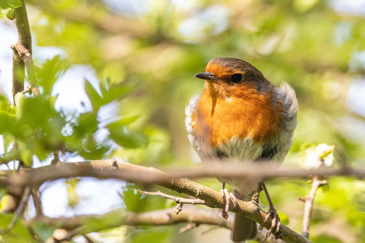 A beautiful Robin at the Holyhead Breakwater Park.

#birdphotography #Robin #BirdsOfTwitter #birdwatching