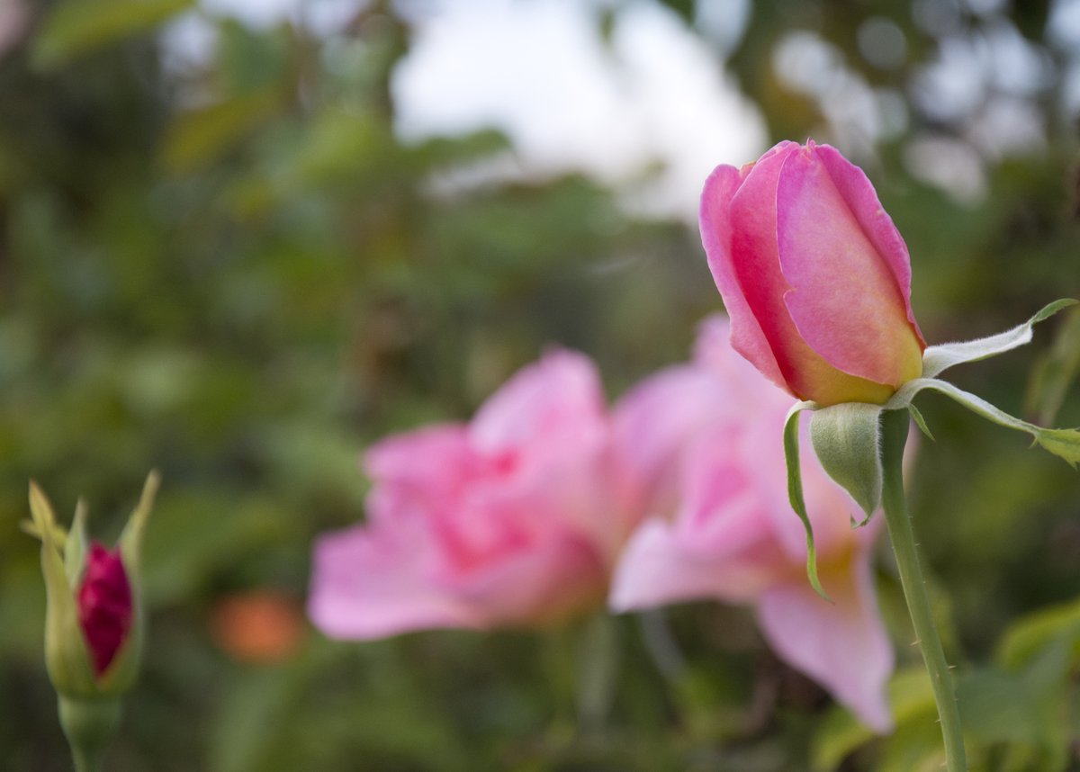 Tomorrow (May 1) is a good time to stop and smell the roses. The Cele Peterson Rose Garden in Gene C. Reid Park will be open at 6:15 a.m. We hope you get some time to enjoy this beautiful garden.