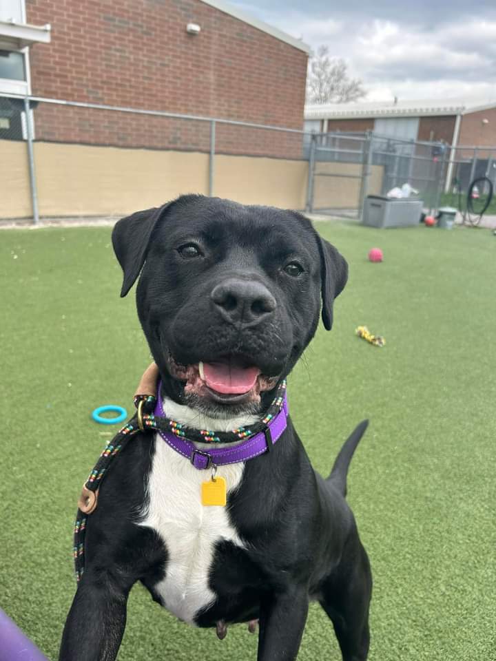 My name is Shelly! I am pretty new at the kennel and the staff/volunteers are still getting to know me, but here is some basic information: I'm about 2 years old and weigh 76 lbs. I am sweet, happy and a little shy at first. tinyurl.com/meetacitydo