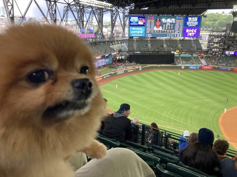 justinboldaji's tweet image. A friend of mine took her dog to the Mariners Bark in the Park thing and inadvertently made a great meme for Seattle baseball fans